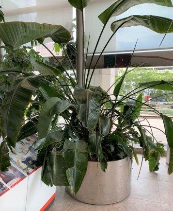 1 Banana Tree Plant in Planter