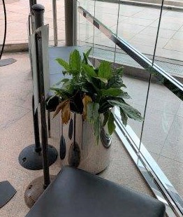 1 Chinese Evergreen in Planter